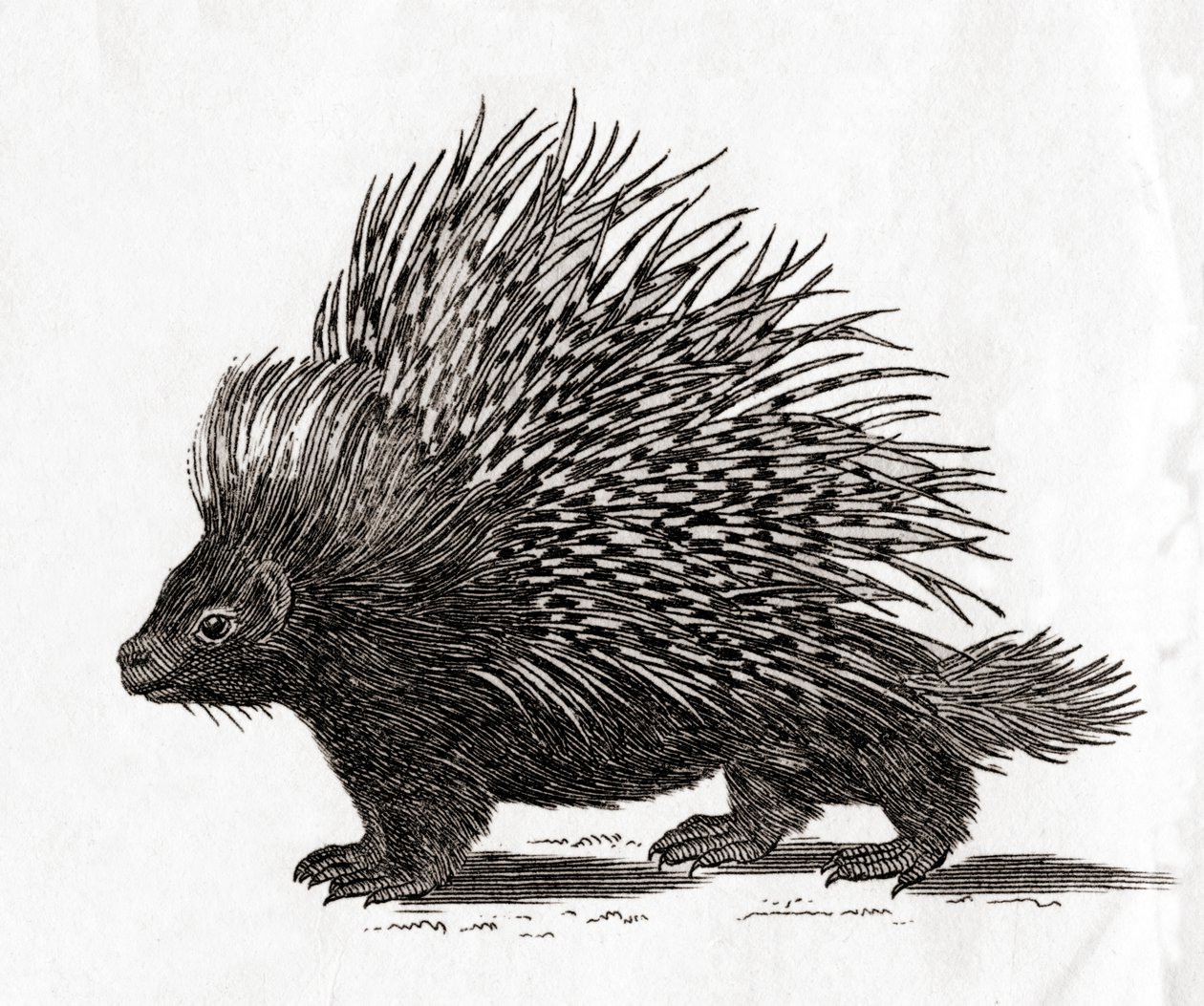 El puercoespín crestado (Hystrix cristata), de una estampa del siglo XVIII (grabado) de English School