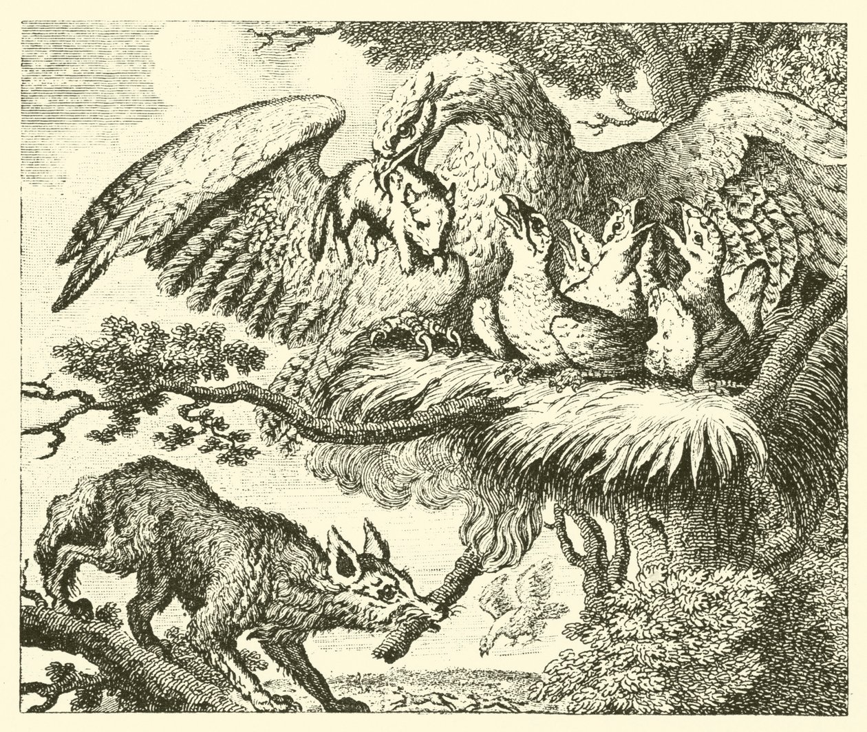 El águila y el zorro (grabado) de English School