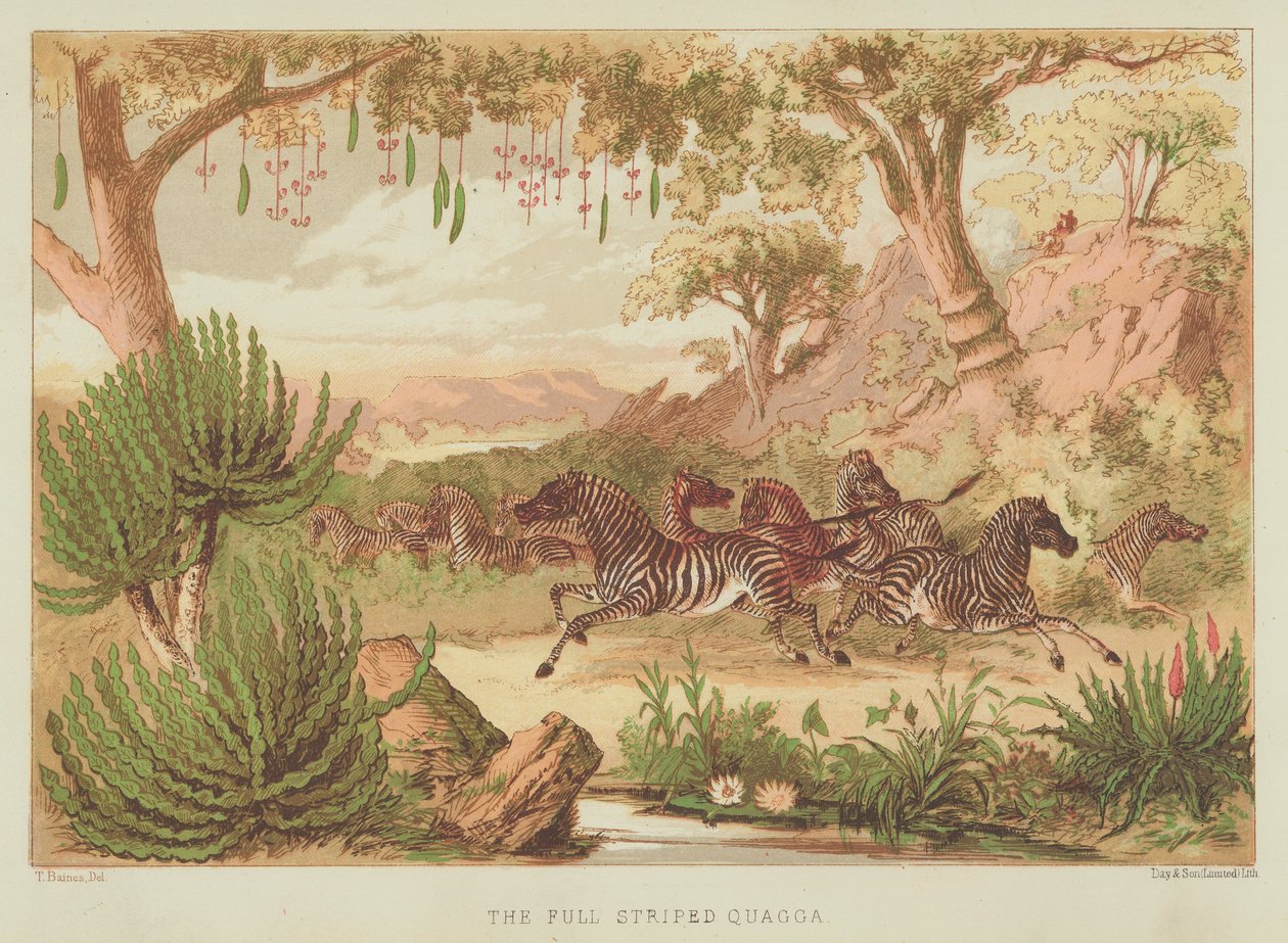 El quagga a rayas (litografía en color) de English School