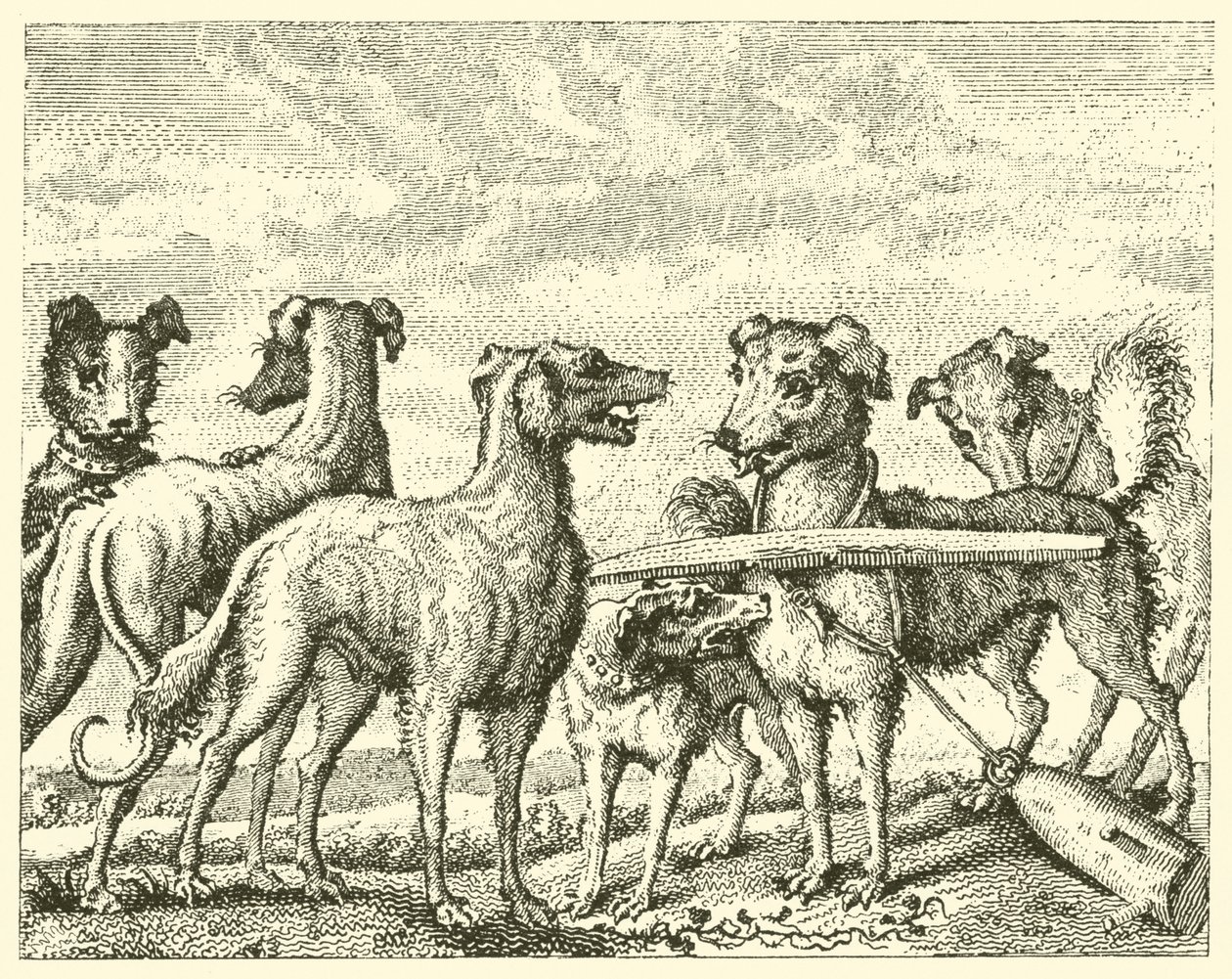 El perro travieso (grabado) de English School