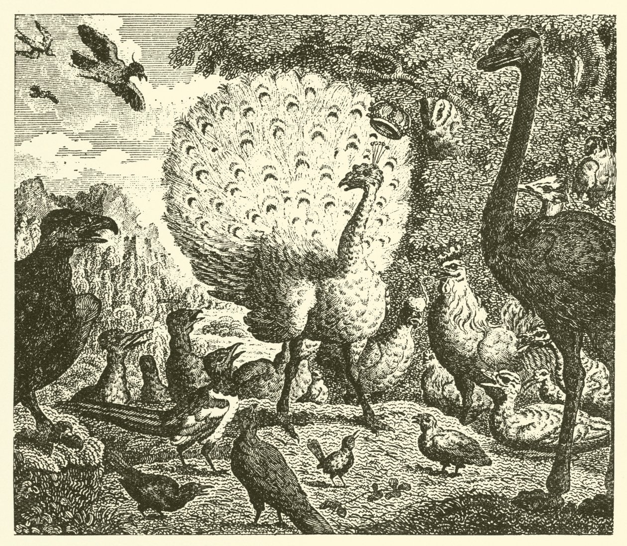 El pavo real y la urraca (grabado) de English School