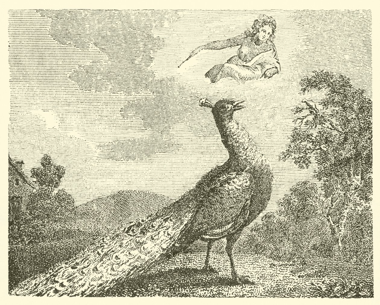 La queja del pavo real (grabado) de English School