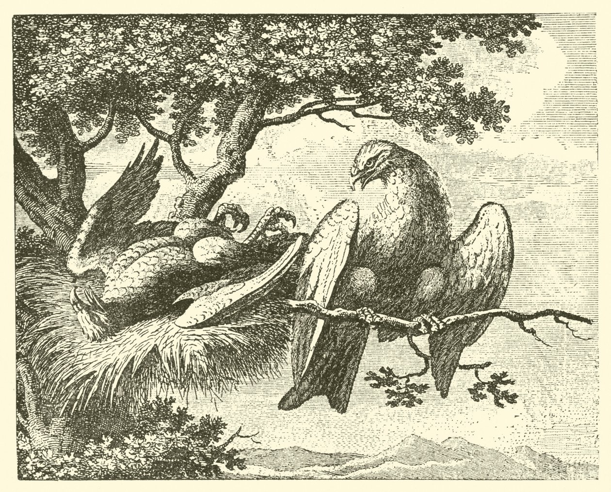 La cometa enferma (grabado) de English School