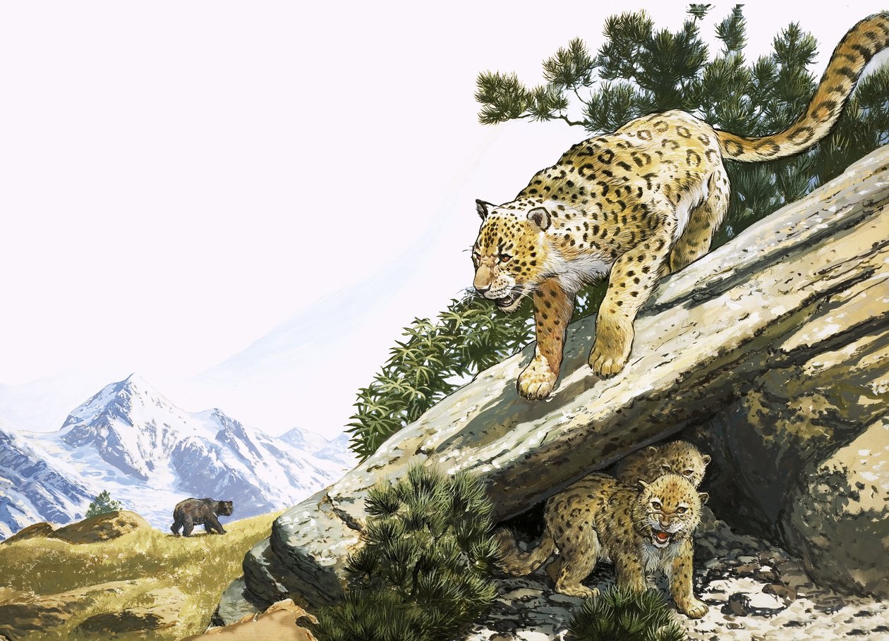 El leopardo de las nieves de English School