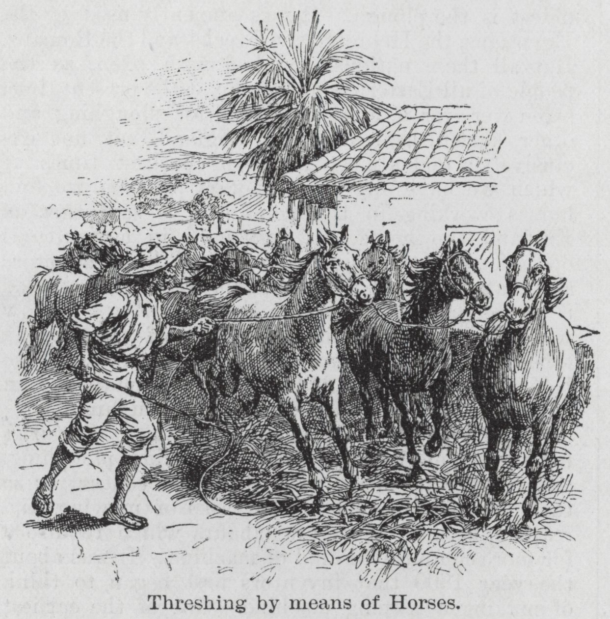 Trilla a caballo (grabado) de English School