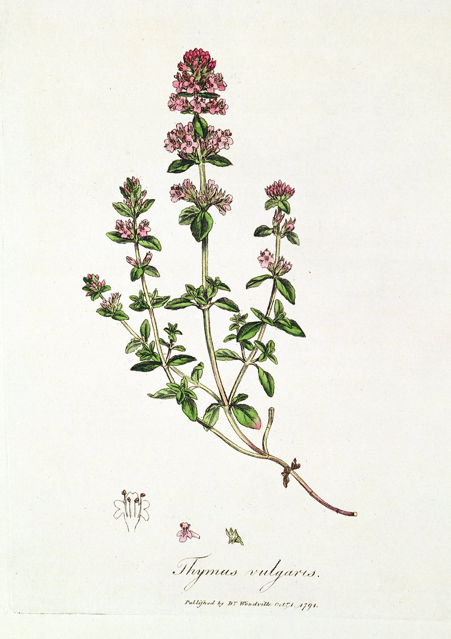 Tomillo, Thymus vulgaris, publicado por el Dr. Woodville de English School