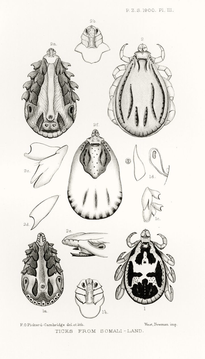 Garrapatas de Somalilandia, ilustración de The Hope Reports, Vol. II, 1897-1900, editado por Edward B. Poulton, Oxford, 1901 de English School