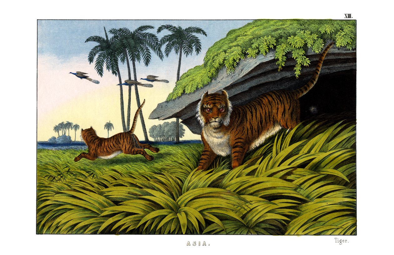 Tigre de English School