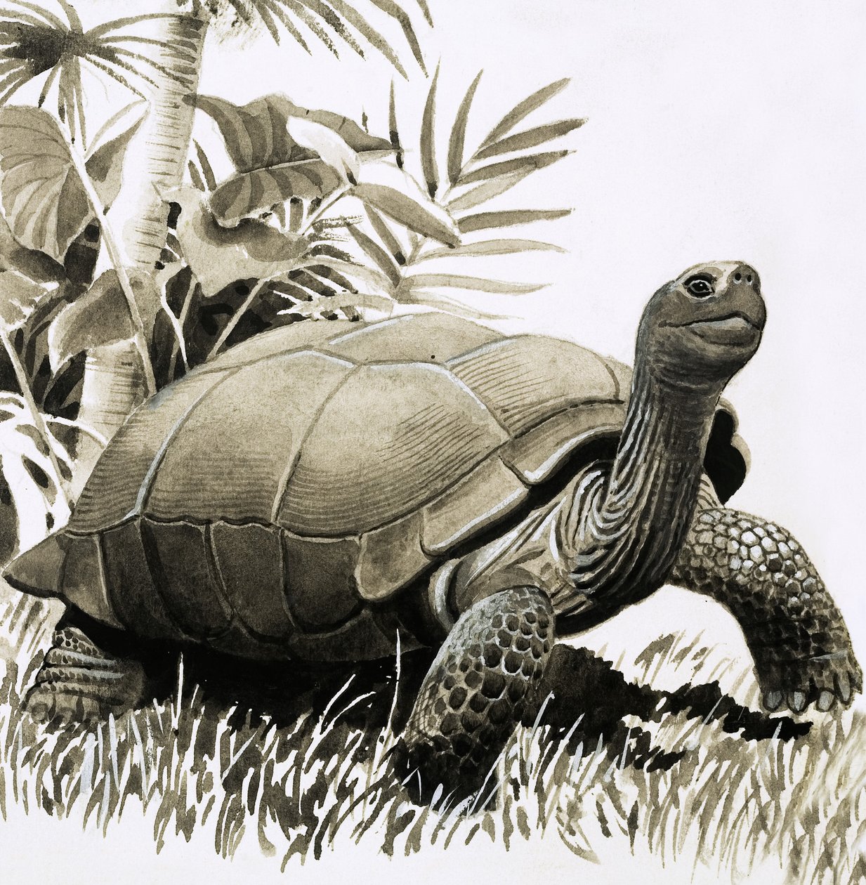 Tortuga de English School