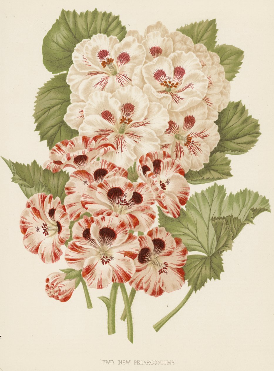 Dos nuevos pelargonios (litografía en color) de English School