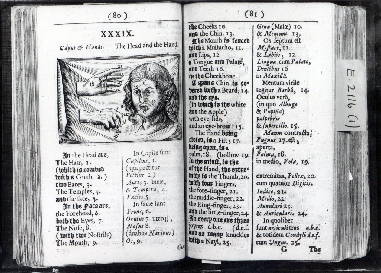 Dos páginas de Orbis Sensualium Pictus por Comenius, 1659 de English School