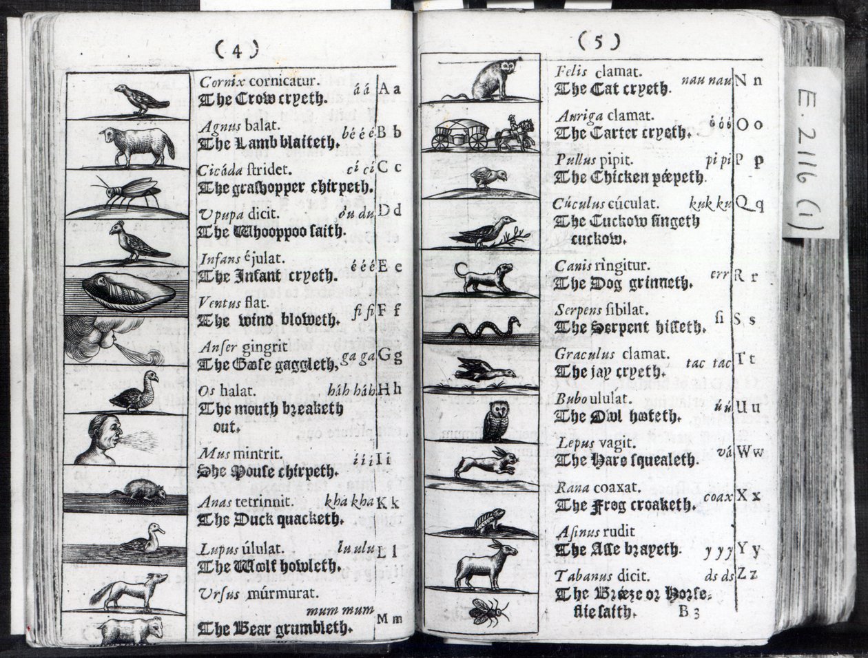 Dos páginas de Orbis Sensualium Pictus por Comenius, 1659 de English School
