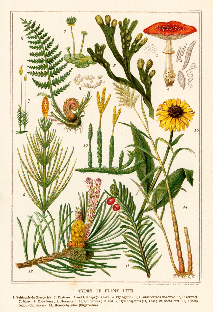 Tipos de plantas (litografía en color) de English School
