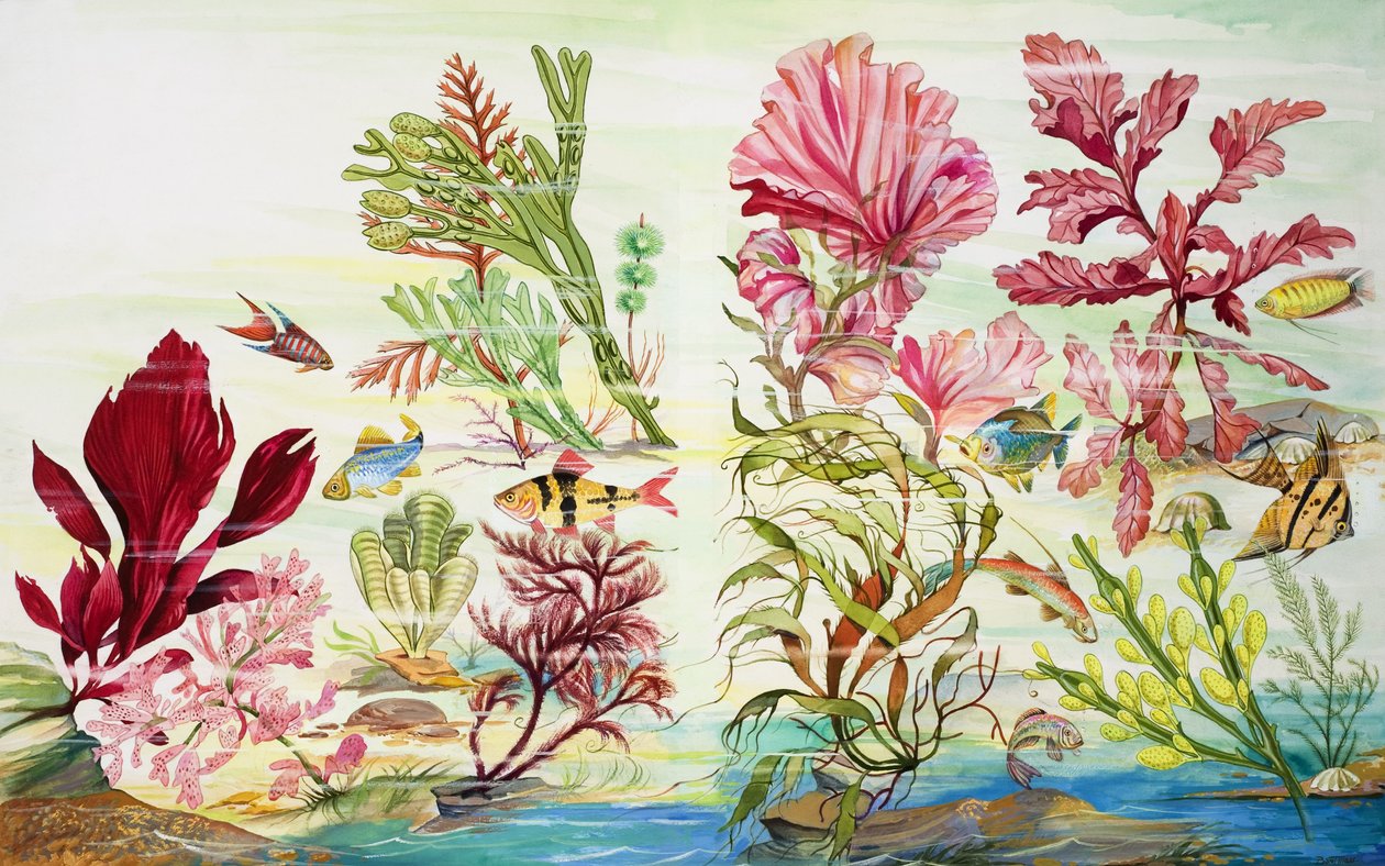 Plantas submarinas (gouache sobre papel) de English School