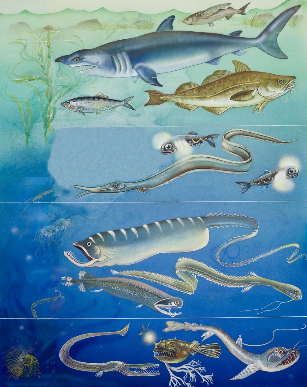 Montaje de criaturas submarinas (gouache sobre papel) de English School