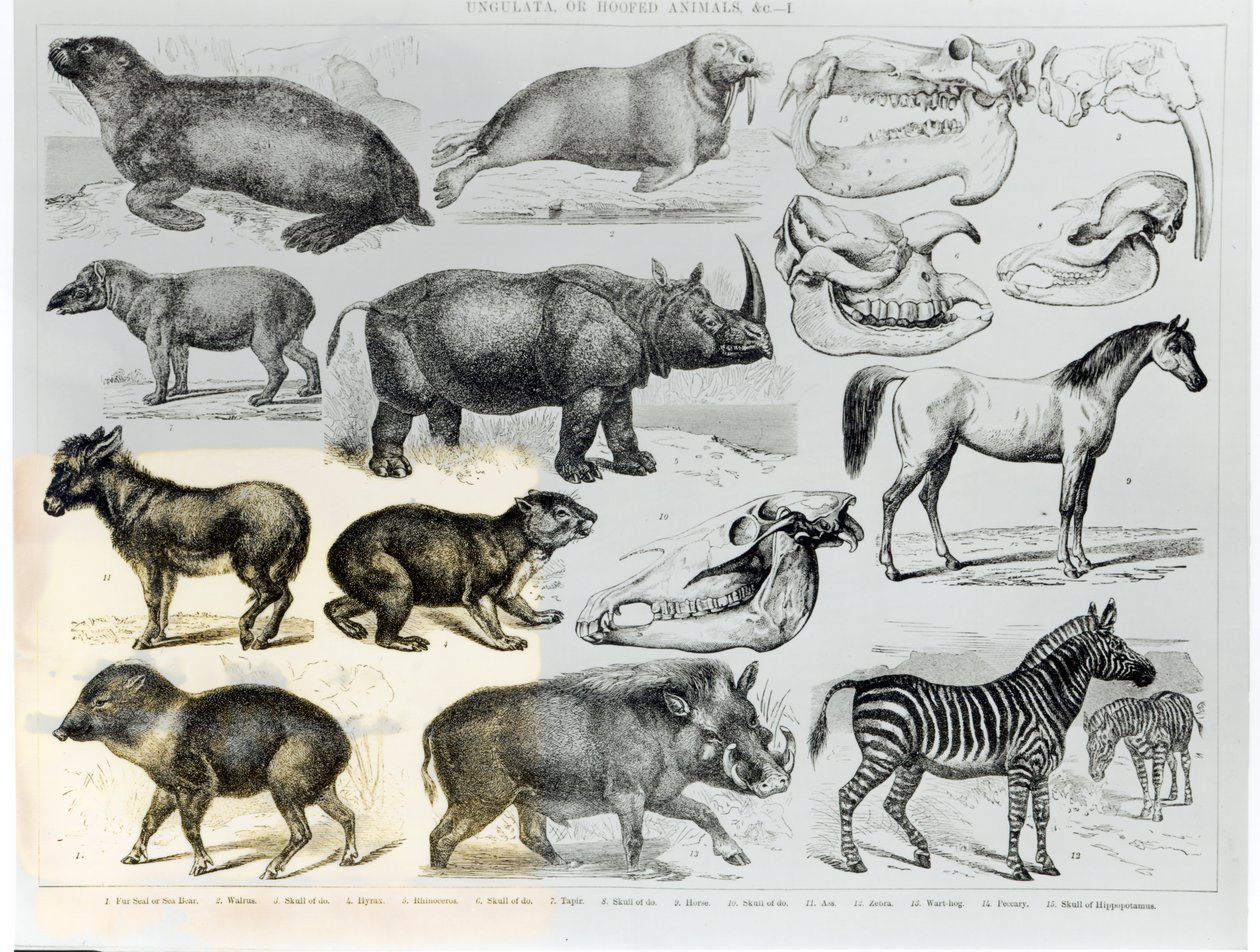 Ungulados o animales con pezuñas de English School