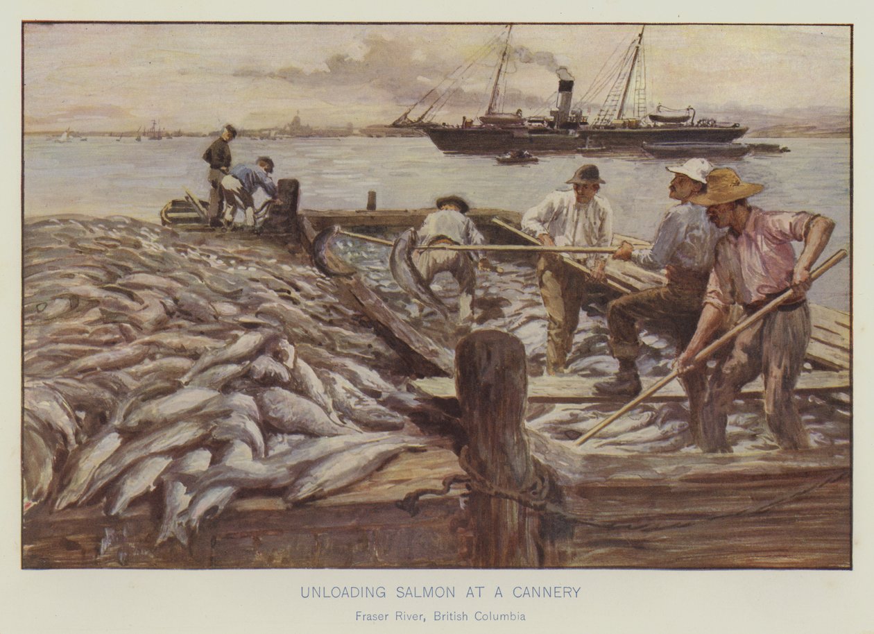 Descarga de salmón en una fábrica de conservas, río Fraser, Columbia Británica (litografía en color) de English School