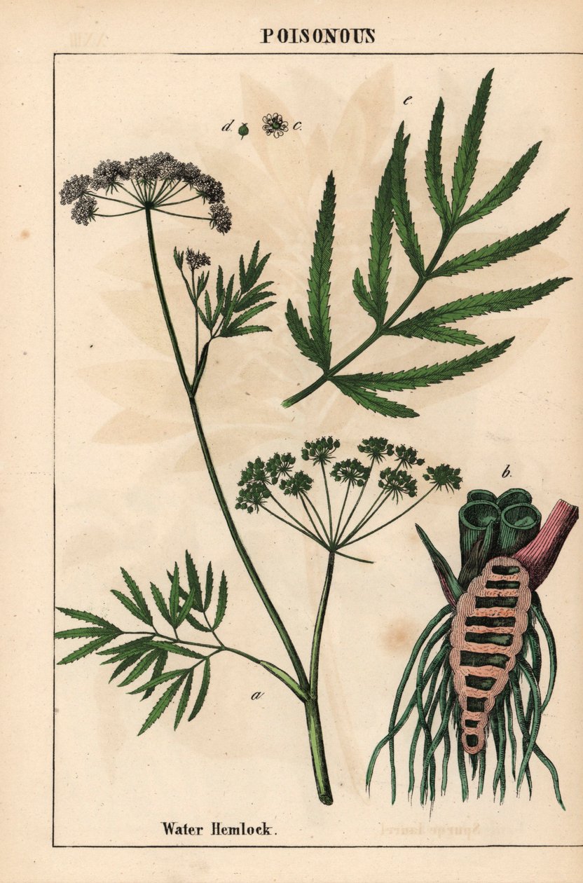 Cicuta de agua que muestra las hojas, la estructura de la raíz y las flores. Cicuta virosa   , de "The Instructive Picturebook, or Lessons from the Vegetable World", [Charlotte Mary Yonge], Edimburgo de English School