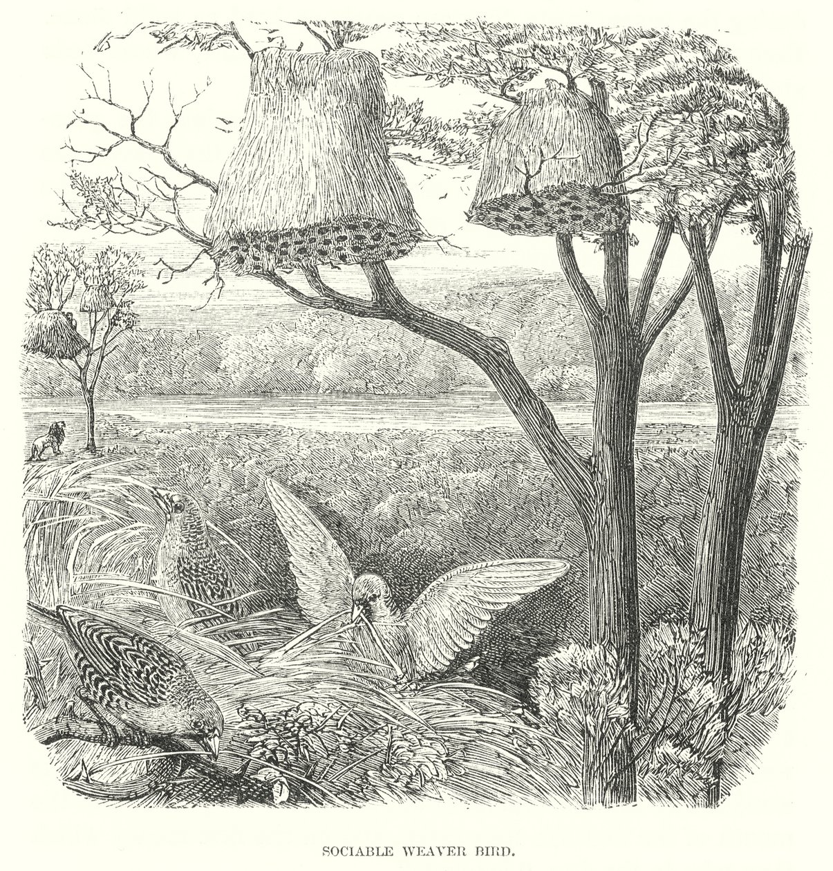 Pájaros tejedores (grabado) de English School
