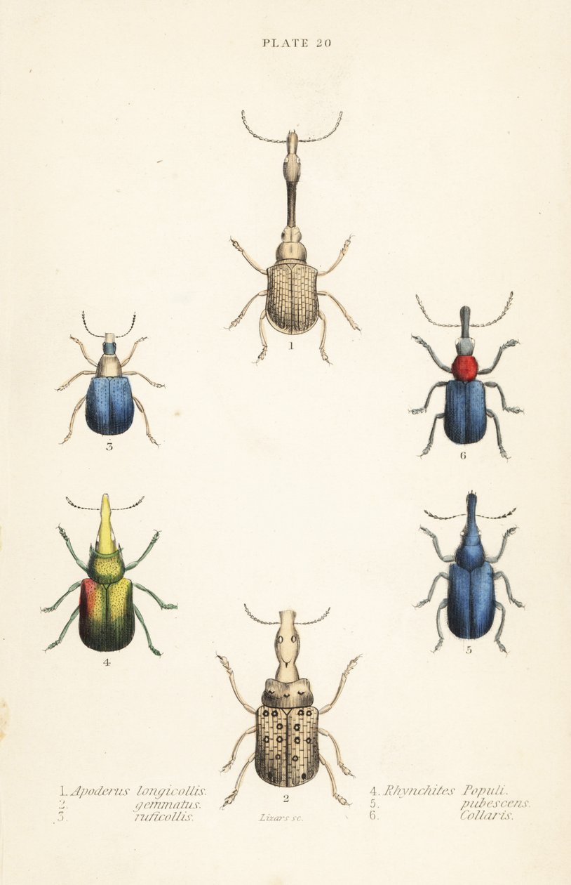 Gorgojos: Attelabus longicollis 1, Attelabus gemmatus 2, Attelabus ruficollis 3, Byctiscus populi 4, Rhycnhites pubescens 5, y Rhynchites collaris 6 de English School