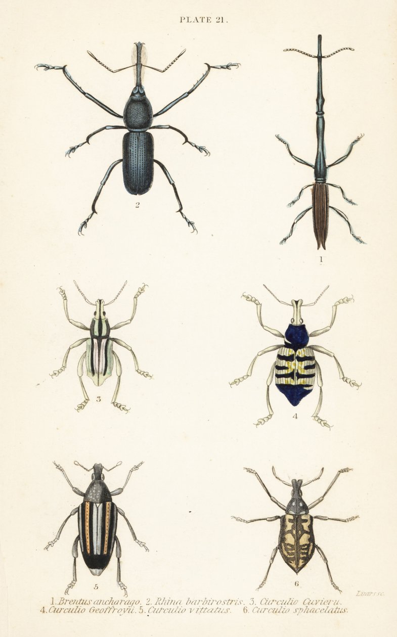 Gorgojos: Brentus ancharago 1, Rhina barbirostris 2, Curculio cuviera 3, Eupholus geoffroyi 4, Larinus ursus 5 y Curculio sphacelatus 6 de English School