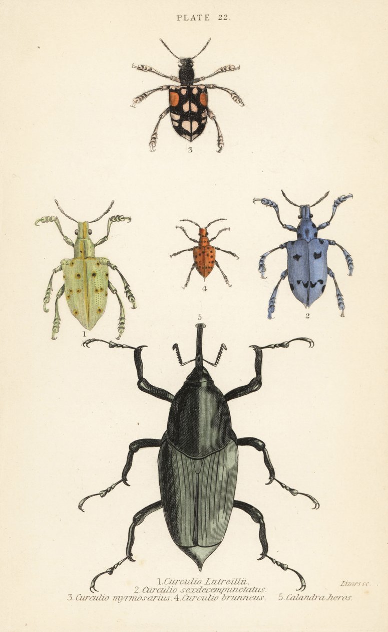 Gorgojos y escarabajos: Curculio latreillii 1, Curculio sexdecempunctatus 2, Trichaptus mutillarius 3, Pissodes castaneus 4 y Calandra heros 5 de English School