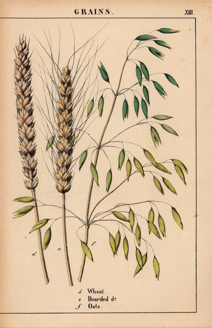 Trigo, trigo barbado y avena.  , de "The Instructive Picturebook, or Lessons from the Vegetable World", [Charlotte Mary Yonge], Edimburgo de English School