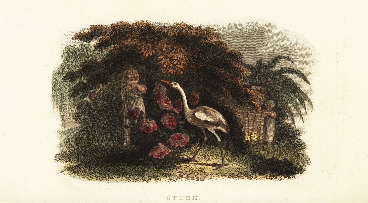 Cigüeña blanca, Ciconia ciconia, jugando al escondite con niños en un jardín de English School