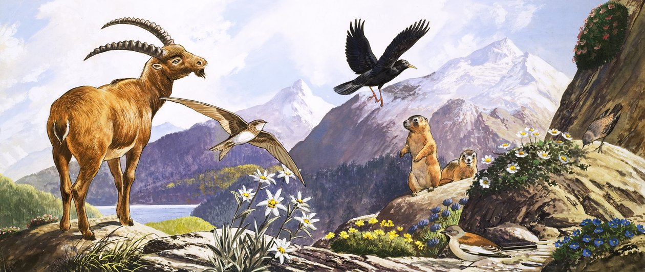 Vida salvaje en Europa Central, ilustración de "Nature
