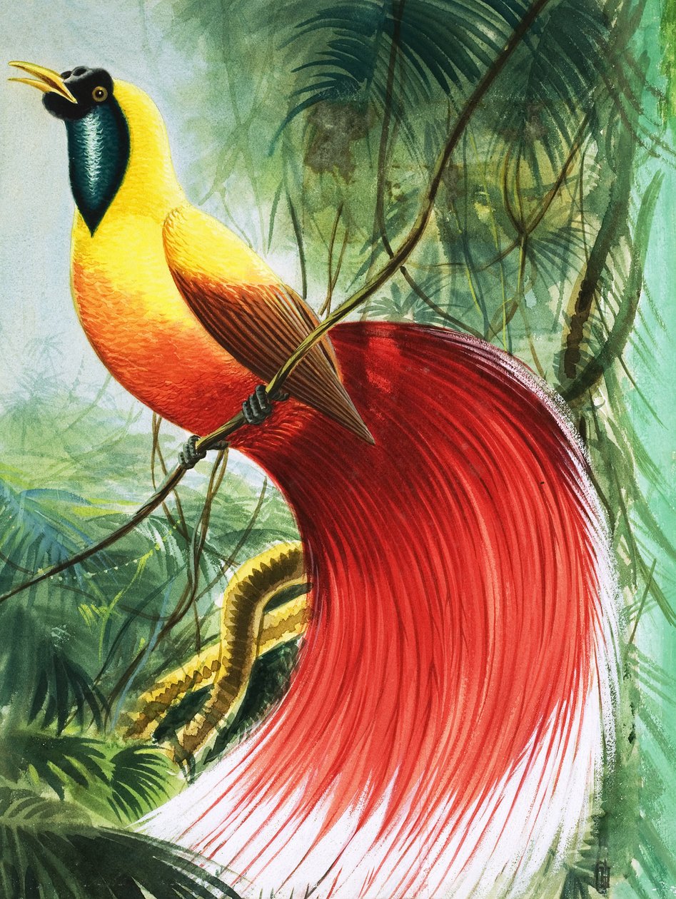 Maravilla sin alas del paraíso, ilustración de "Maravillas de la naturaleza". de English School