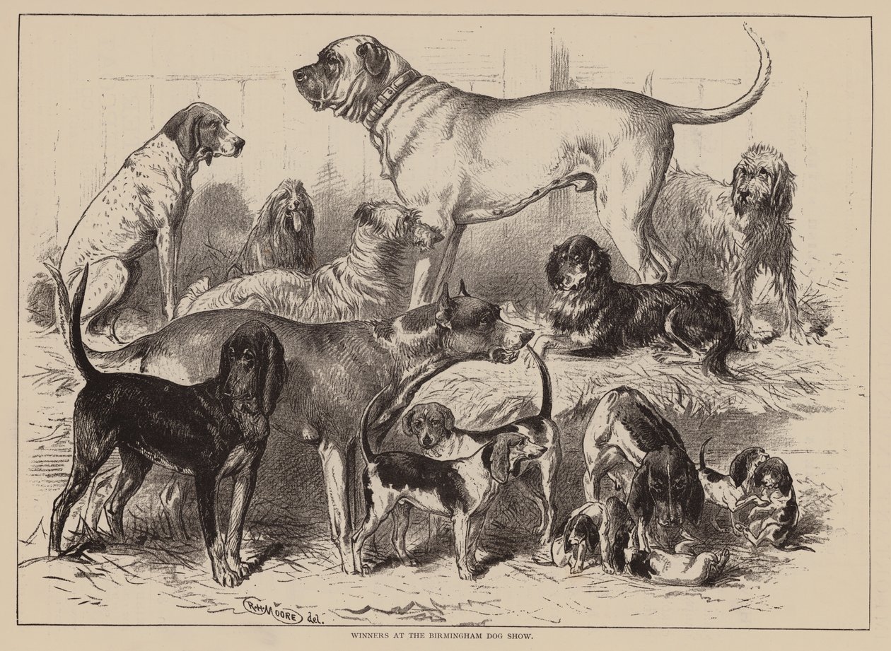 Ganadores de la exposición canina de Birmingham (grabado) de English School