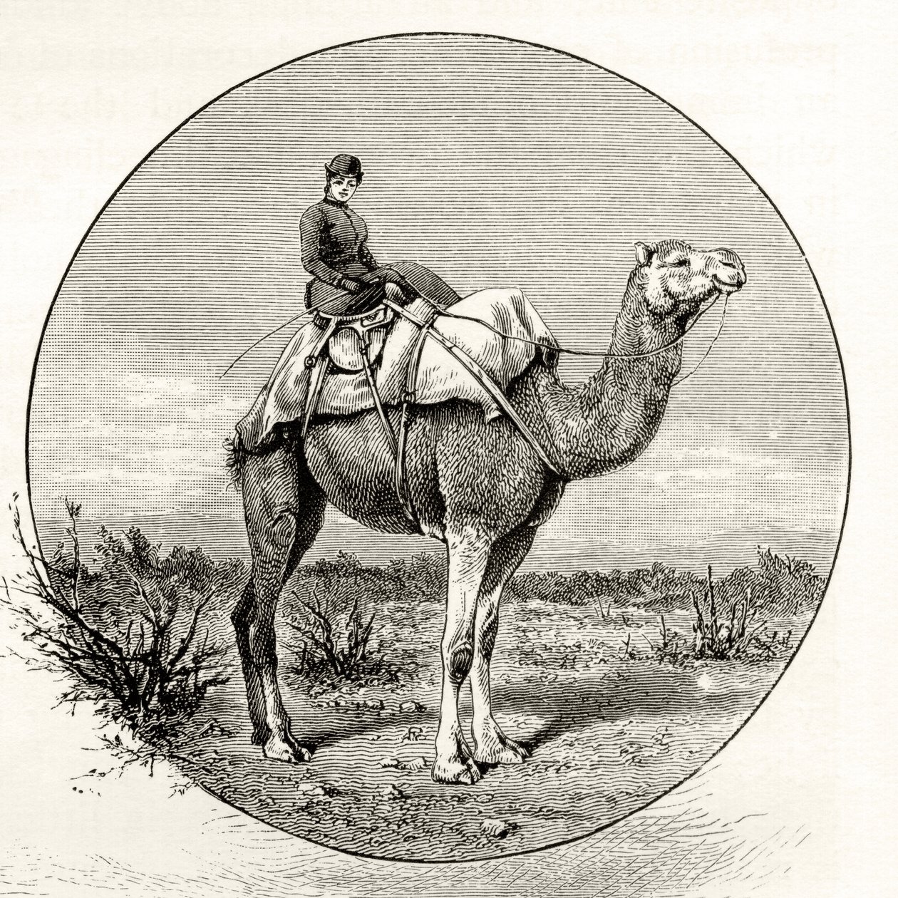 Mujer en un camello en Australia, c.1880, de 