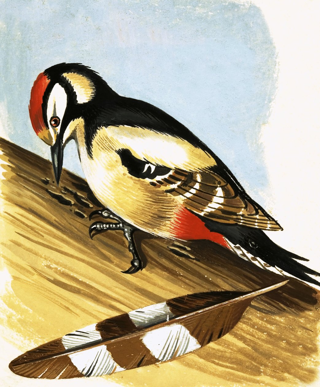 Pájaro carpintero de English School