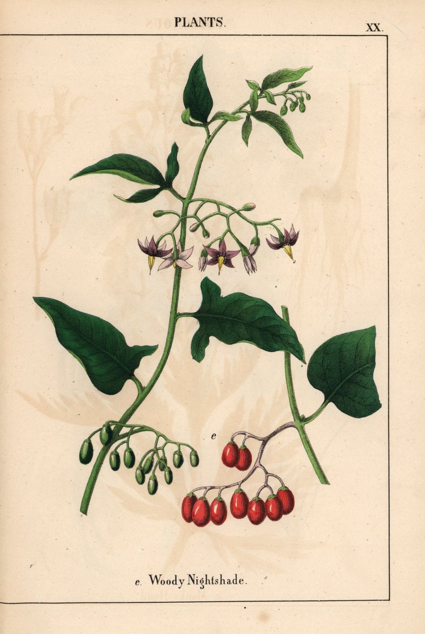 Hierba mora amaderada con flores moradas y frutos rojos   , de "The Instructive Picturebook, or Lessons from the Vegetable World", [Charlotte Mary Yonge], Edimburgo de English School