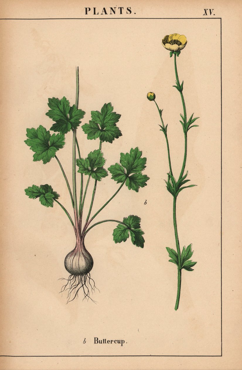 Ranúnculo amarillo  , de "The Instructive Picturebook, or Lessons from the Vegetable World", [Charlotte Mary Yonge], Edimburgo de English School