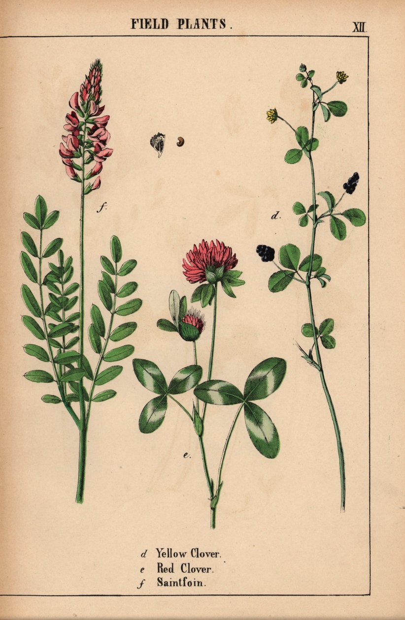 Trébol amarillo, trébol rojo y santofoin o esparceta  , de "The Instructive Picturebook, or Lessons from the Vegetable World", [Charlotte Mary Yonge], Edimburgo de English School
