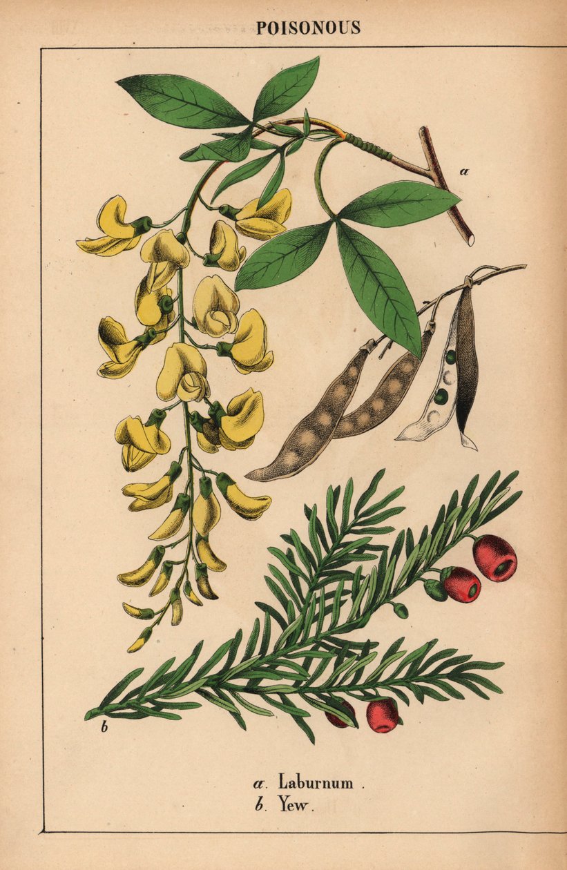 Árbol de laburno amarillo y tejo con frutos rojos.   , de "The Instructive Picturebook, or Lessons from the Vegetable World", [Charlotte Mary Yonge], Edimburgo de English School