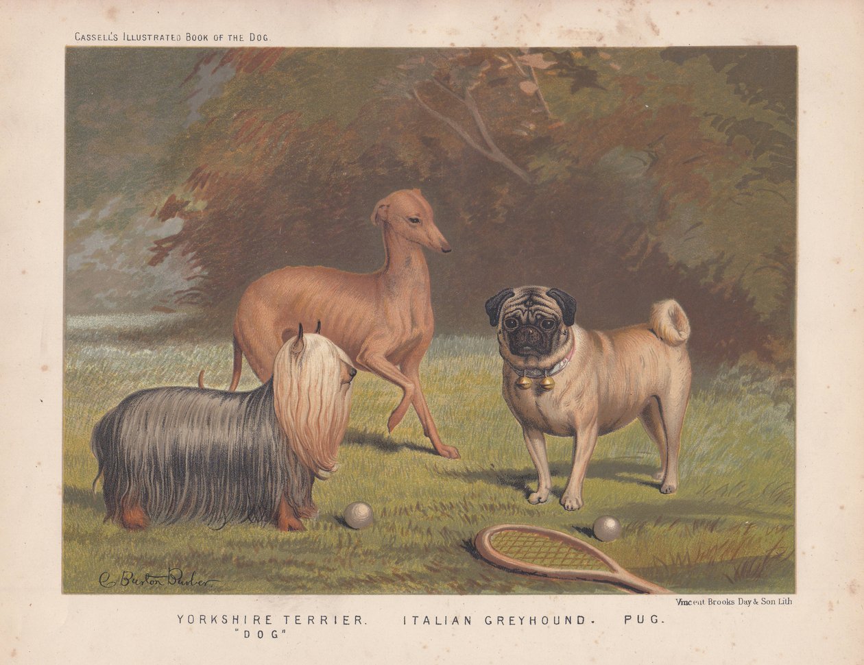 Yorkshire terrier, galgo italiano y carlino con raqueta de tenis y pelotas. de English School
