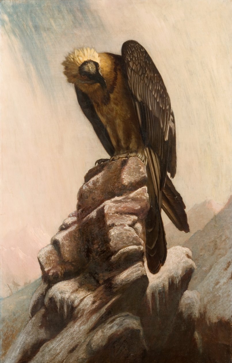 Águila en el acantilado de English School English School
