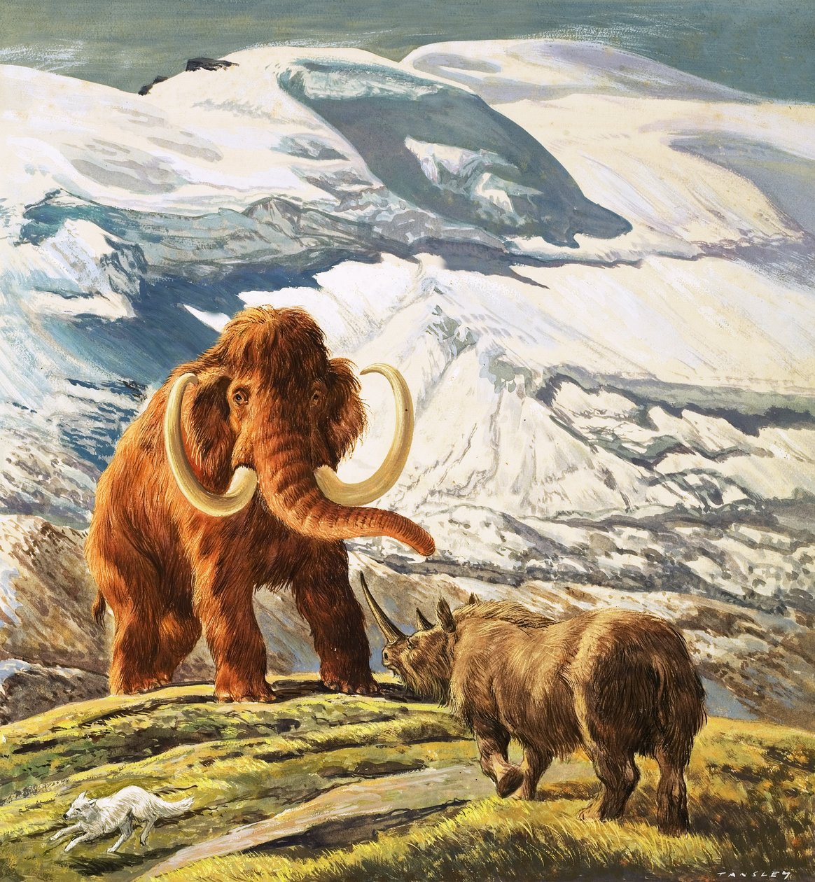 Mammoth meets Rhinocerous (gouache sobre papel) de Eric Tansley