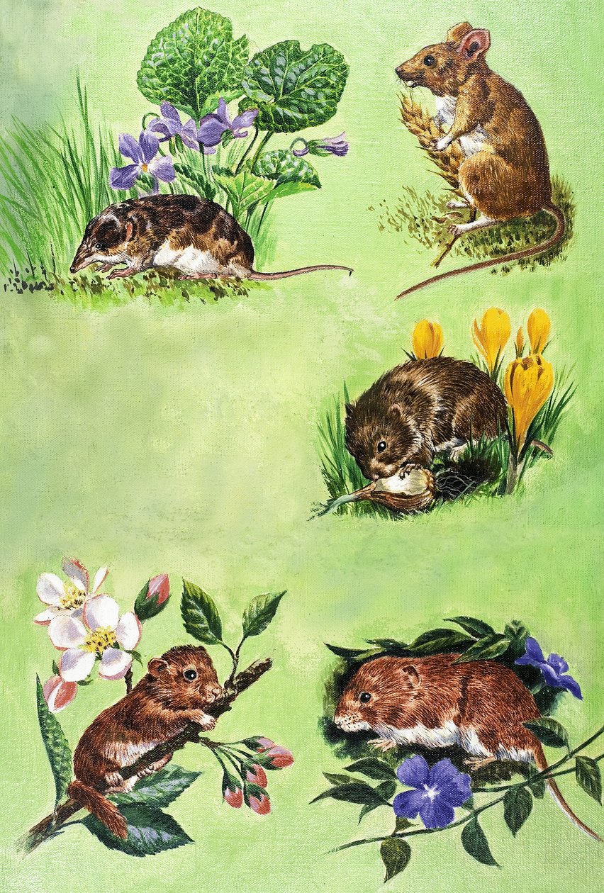 Ratones, topillos y musarañas de Eric Tansley
