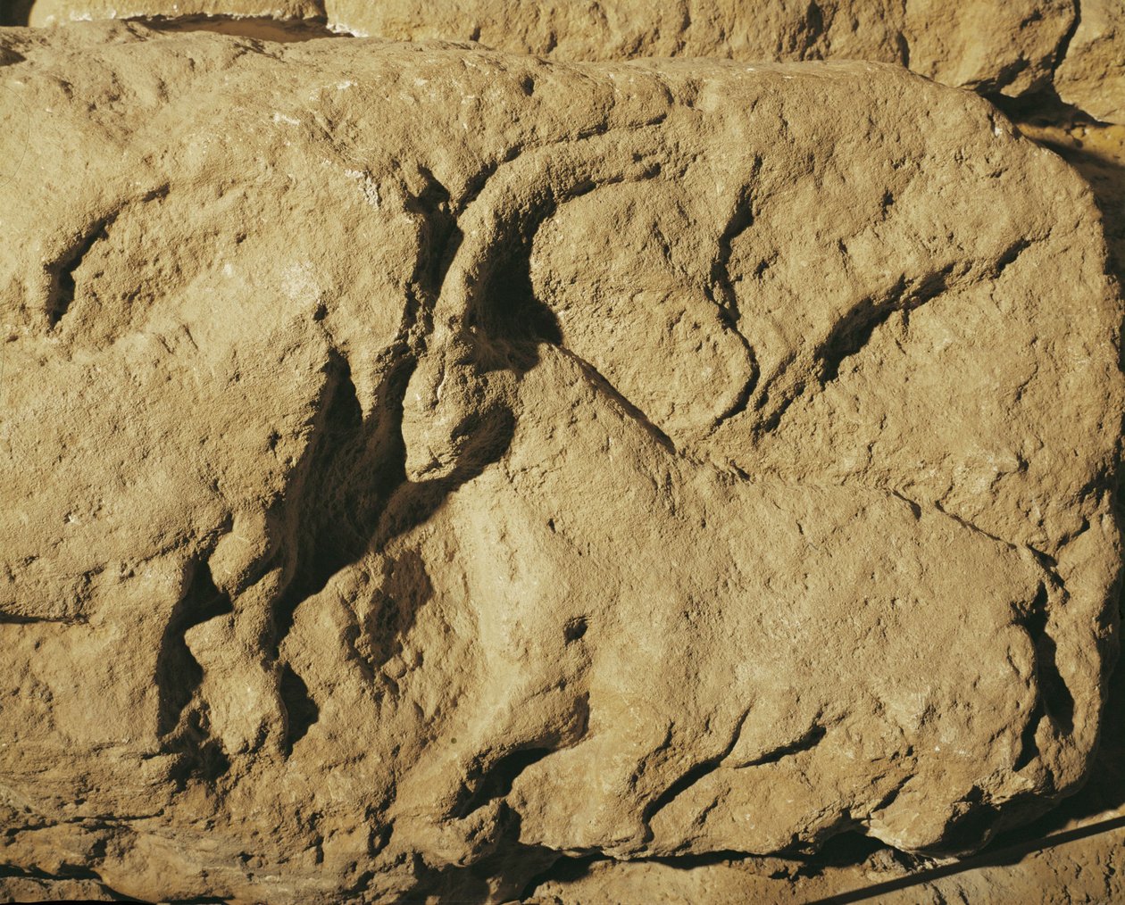 Carneros de combate (relieve de piedra) de Erich Lessing