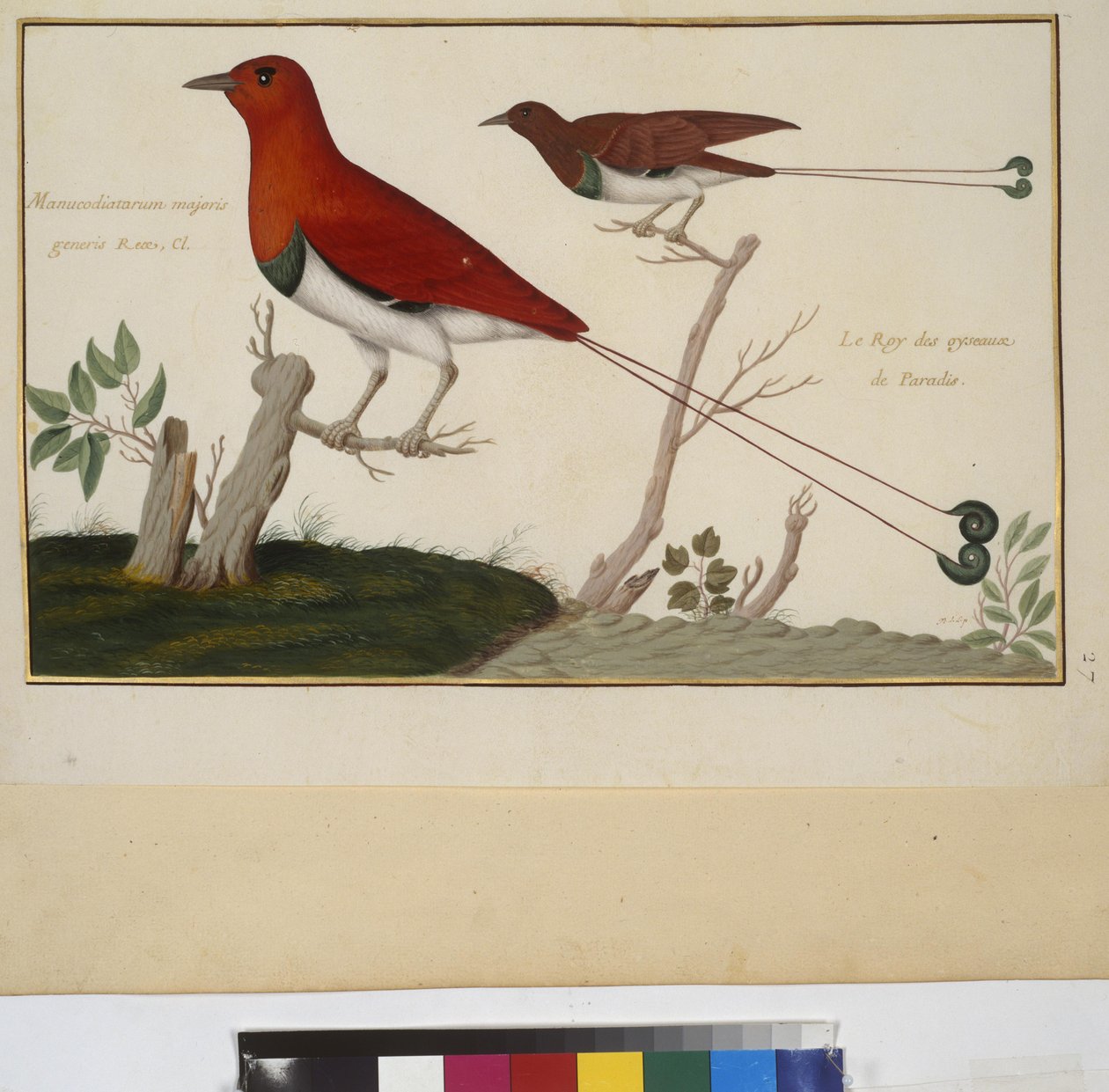 Página completa: estudio de animales, c.1650-75 (temple sobre pergamino) de Erich Lessing