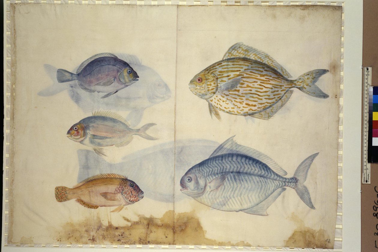 Página completa: representación de cinco especies de peces, c.1562-1580 (acuarela sobre papel) de Erich Lessing