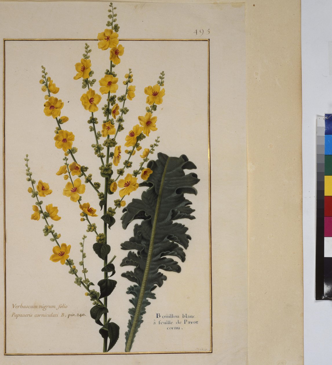 Página completa: estudio vegetal, c.1650-75 de Erich Lessing