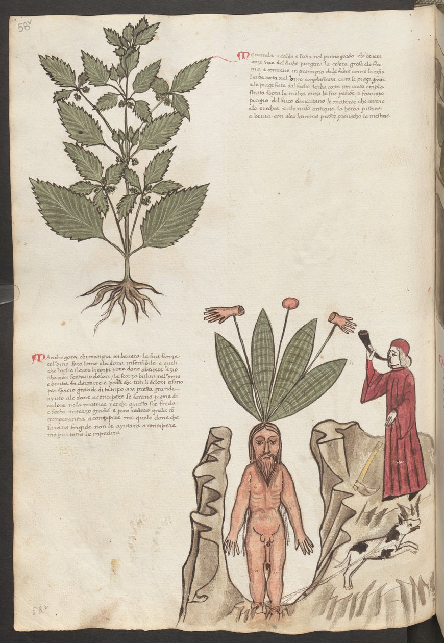 Página completa: texto y miniaturas: " Mercurela " (miniatura) de Erich Lessing