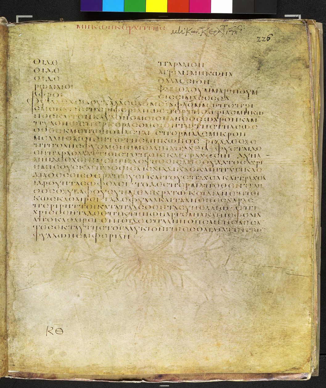 Página completa: texto sobre la amapola de cuernos amarillos de Erich Lessing