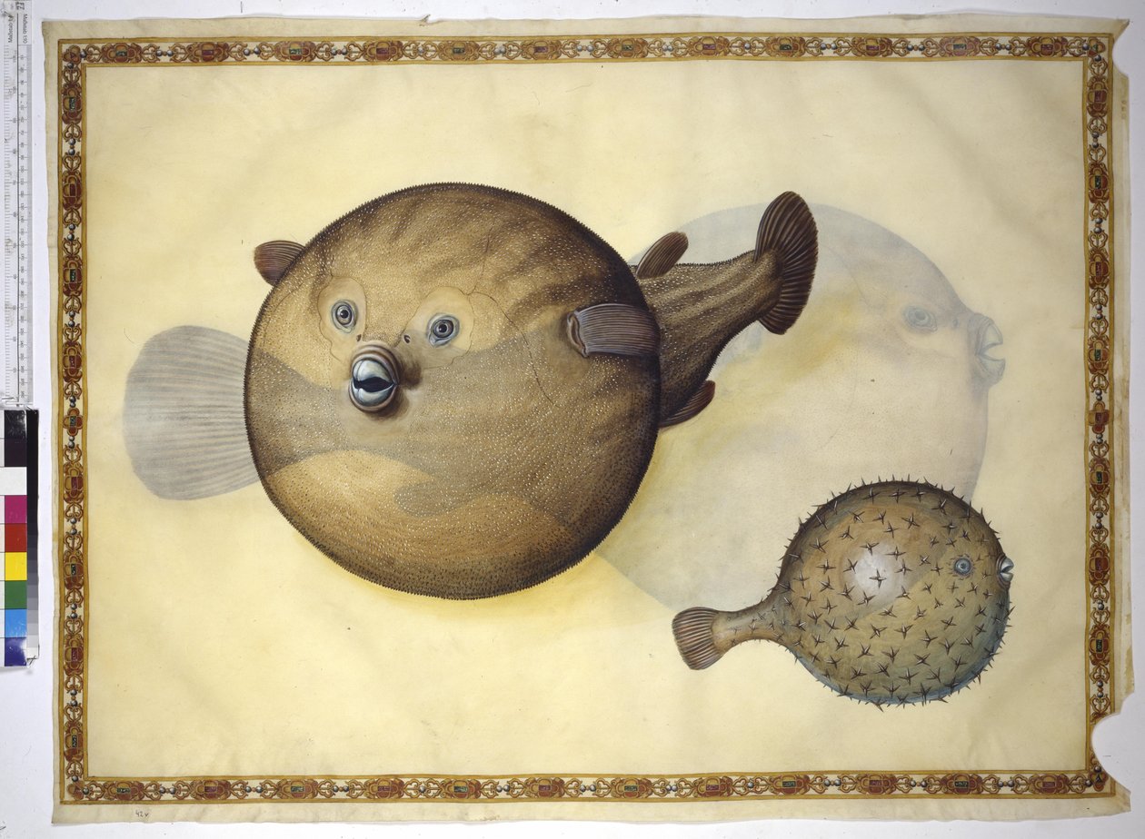 Página completa: dos peces globo sobre fondo neutro de Erich Lessing