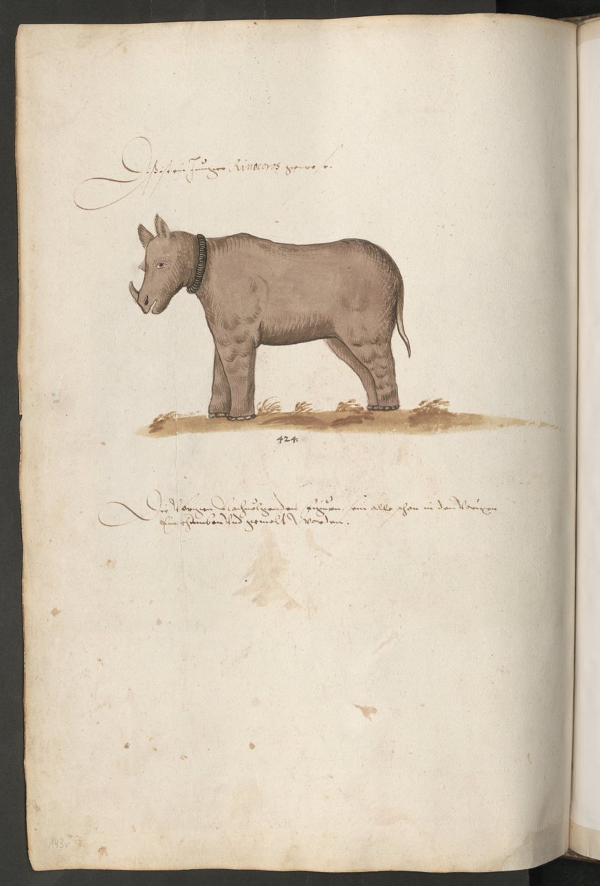 Rhinoceros de Erich Lessing