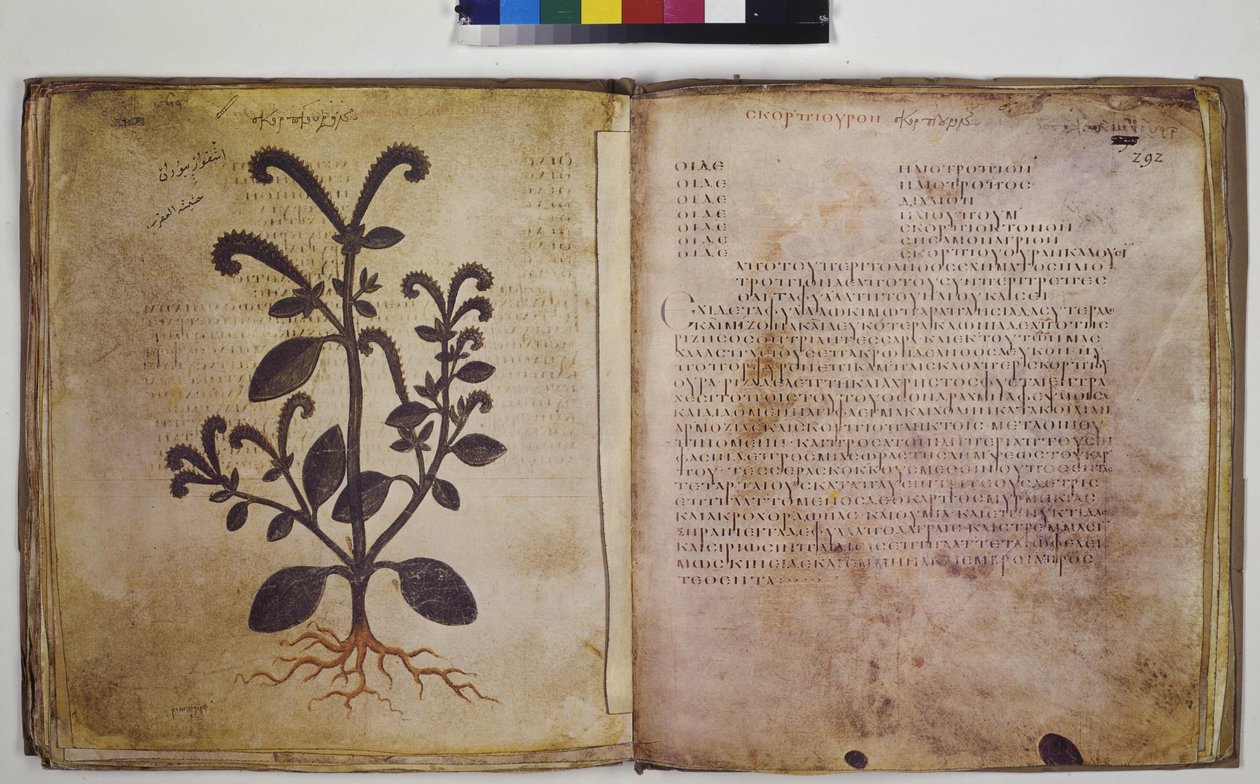 Dos páginas completas: estudio vegetal con inscripción de Erich Lessing